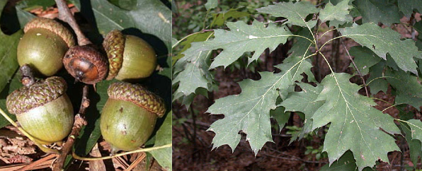 <p>Family<br>Genus<br>Species<br>Common Name</p>