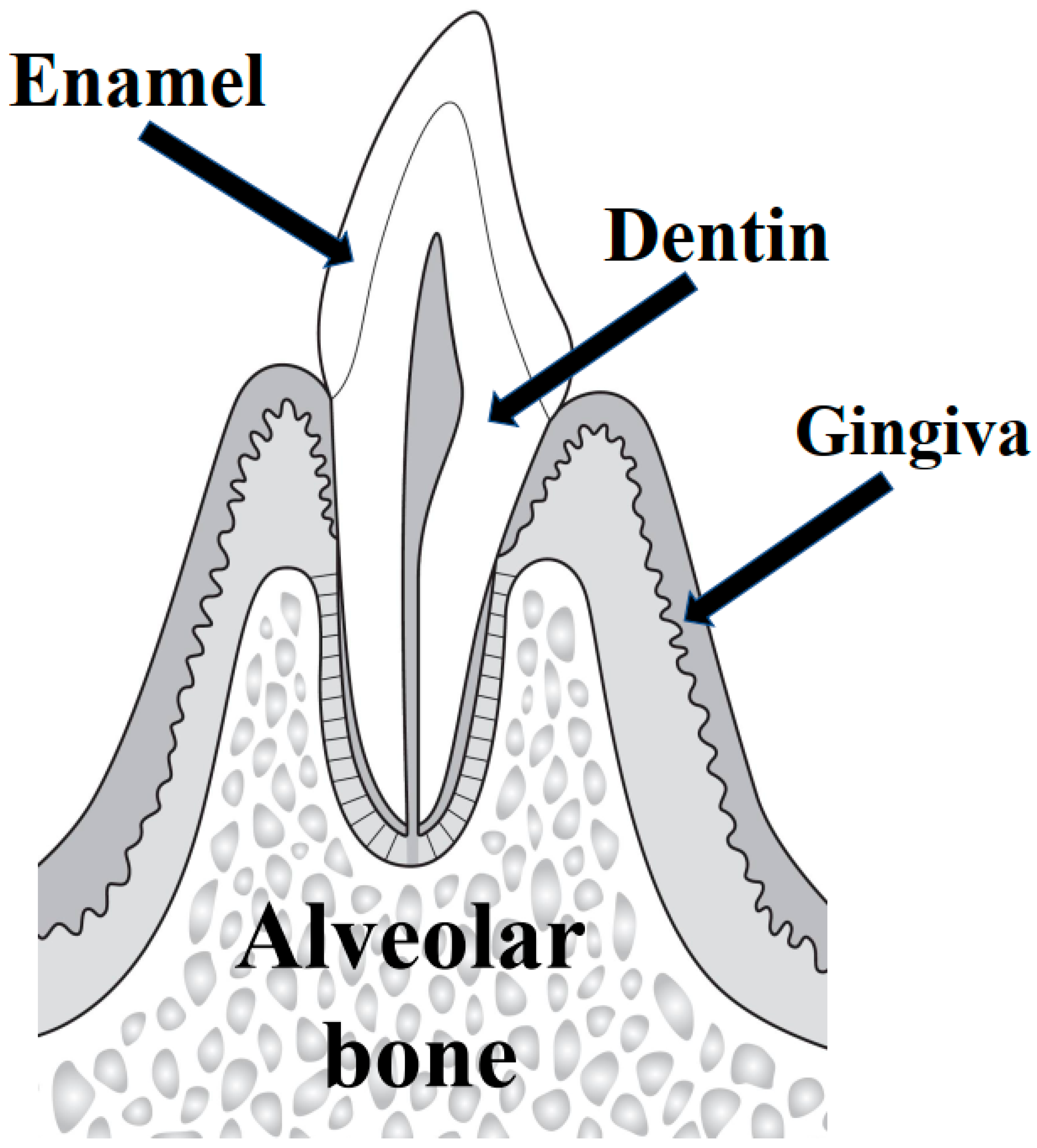 <p>Alveolar bone</p>