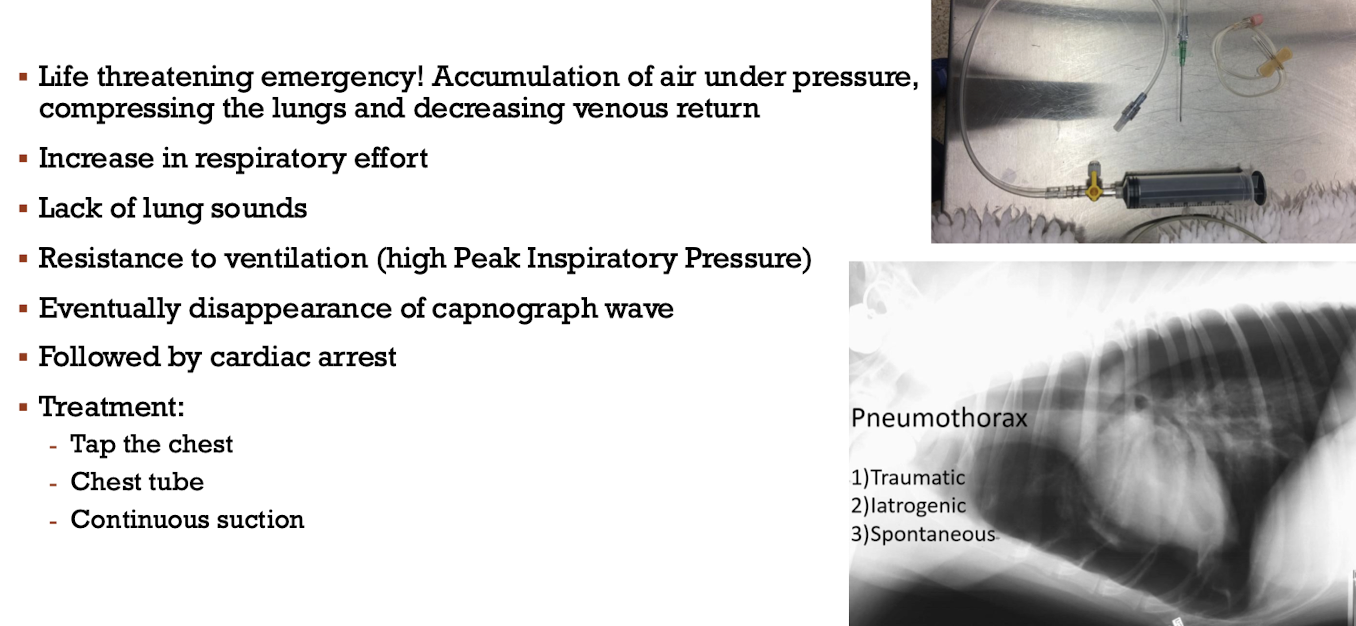 <p>If can’t hear lung sounds, tap the chest!!</p>