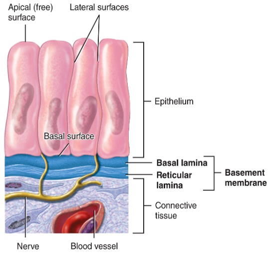 - Cells are arranged in sheets and densely packed
- Cells are supported by a basement membranes
- Epithelial tissue is avascular but has a nerve supply 