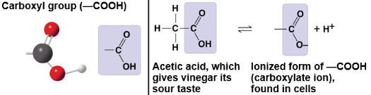 <p>–COOH; acidic group that donates a proton in water, creating polarity.</p>