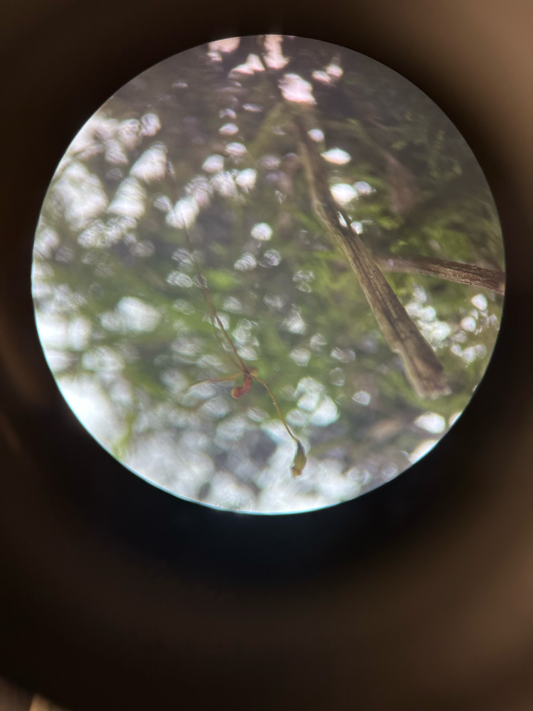 <p>sporophyte</p>