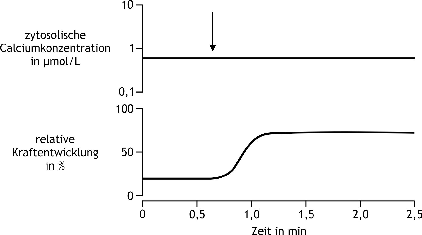<p>28. As part of your medical doctoral research, you conduct pharmacological studies on isolated arterial preparations obtained from human surgical material. You simultaneously record changes in Ca²⁺ concentration and vascular tone after the addition of a test substance (see arrow in the diagram).</p><p>Which of the following mechanisms best explains the effect of the test substance?</p><p>A. The substance activates the Rho/Rho-kinase signaling pathway.</p><p>B. The substance inhibits protein kinase C.</p><p>C. The substance inhibits the sarcoplasmic Ca²⁺-ATPase (SERCA).</p><p>D. The substance closes K⁺ channels in the cell membrane.</p><p>E. The substance opens Ca²⁺ channels in the cell membrane.</p>
