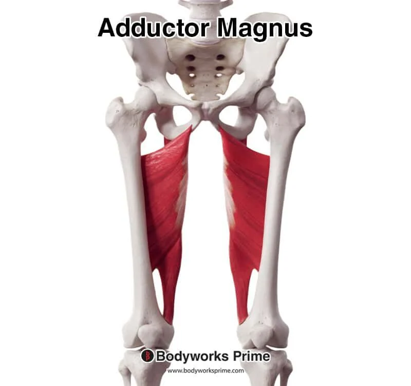 <p>Hip/Thigh Muscle Location:</p>