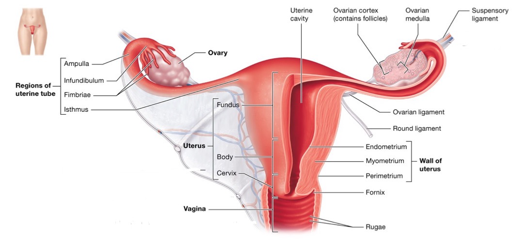 <ul><li><p>protects and sustains conceptus during pregnancy</p></li><li><p>cyclic shedding results in menstrual flow</p></li></ul><p>Layers:</p><ul><li><p>Perimetrium → outer</p></li><li><p>Myometrium → smooth muscle&nbsp;</p></li><li><p>Endometrium → inner lining</p></li></ul><p></p>