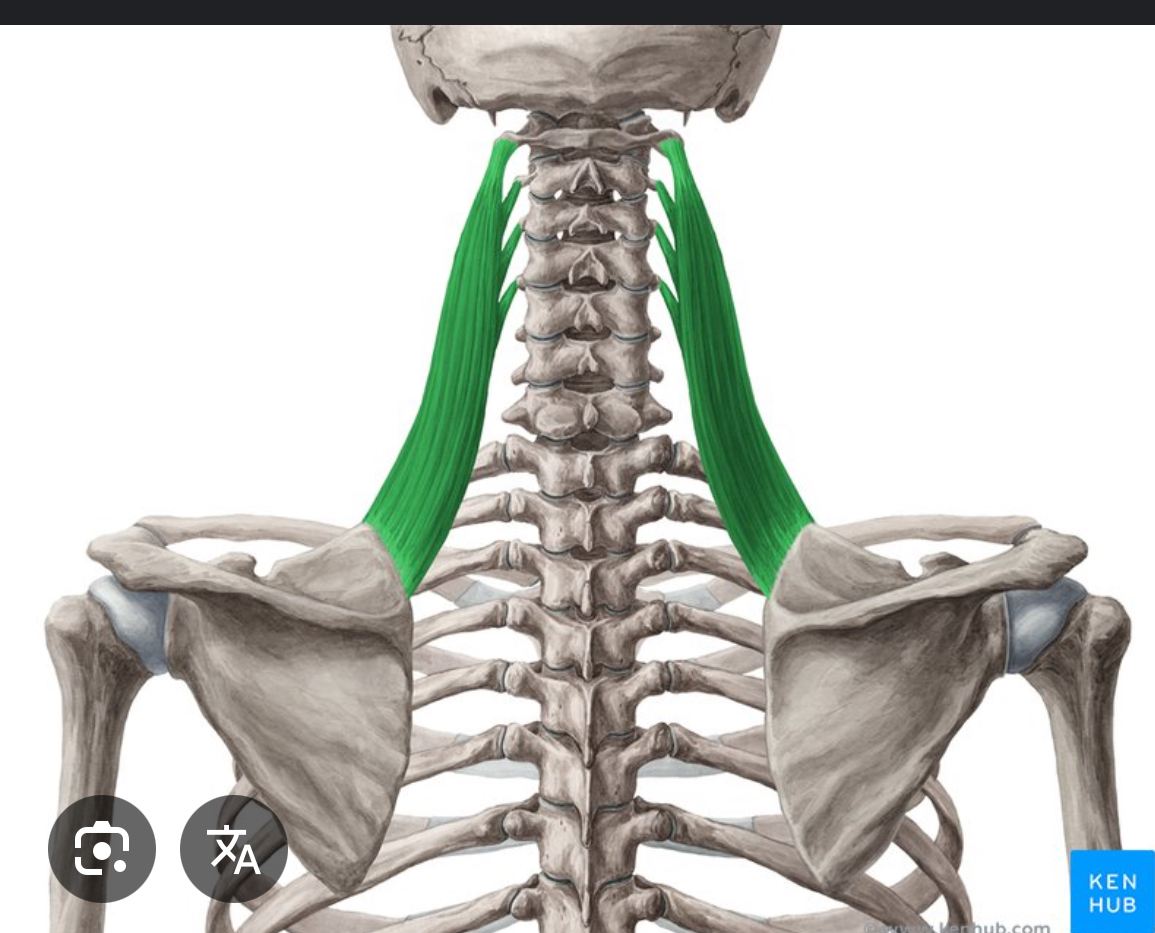 <p>What is the insertion of the Levator Scapulae muscle?</p>