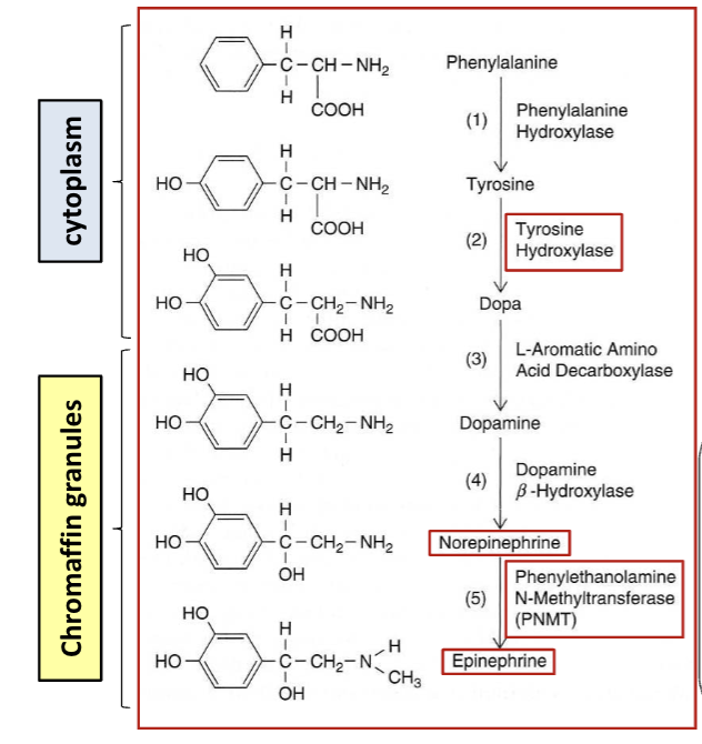 <p>Cytoplasm - Tyrosine hydroxylase adds a -OH (hydroxyl group) to tyrosine → L-DOPA</p><p>Cytoplasm - DOPA decarboxylase removes CO2 (carboxyl) group → dopamine </p><p>Secretory vesicles - Dopamine <span>β</span>-hydroxylase adds -OH group to carbon chain → norepinephrine </p><p>Adrenal medulla - PNMT adds methyl (CH3) group to norepinephrine → epinephrine </p>