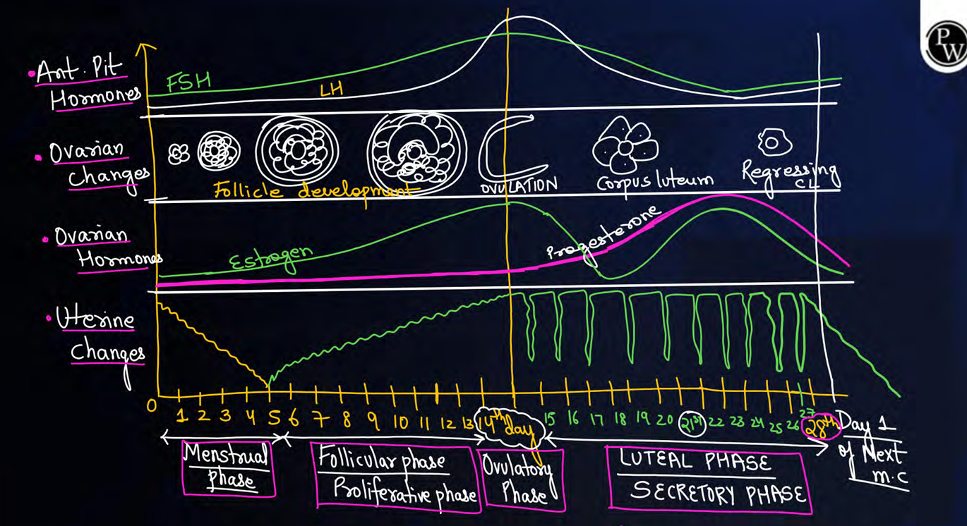 <p>estrogen= ovulatory+ secrotory/luteal phase</p><p>progesterone= luteal phase</p>