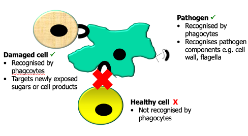 <ul><li><p><strong>Phagocytes/ innate cells recognise specific molecules on/in targets:</strong></p><ul><li><p class=""><strong>Pathogens:</strong> Recognise conserved features like LPS, cell wall, flagella</p></li><li><p class=""><strong>Damaged cells:</strong> Recognise damage signals like exposed sugars, cell products, and intracellular ATP</p></li><li><p class=""><strong>Healthy cells:</strong> <em>Not</em> recognised by phagocytes (no phagocytosis)</p></li></ul></li></ul><p></p>