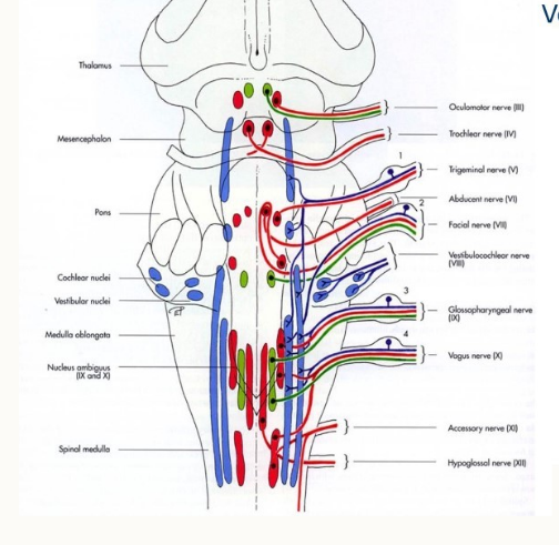 <ul><li><p>cilia </p></li><li><p>olfactory neurosensory cells </p></li><li><p>bulbs of dendrites → dendrites → axon (olfactory fibre)</p></li><li><p>supporting cells</p></li><li><p>basal cells</p></li></ul><p></p>