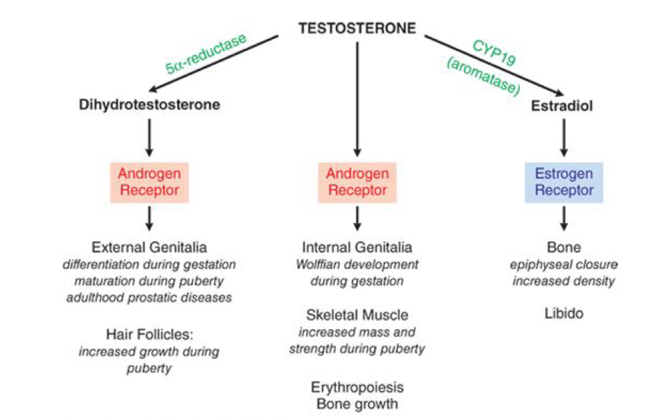 <p>More potent at androgen receptors than testosterone</p>