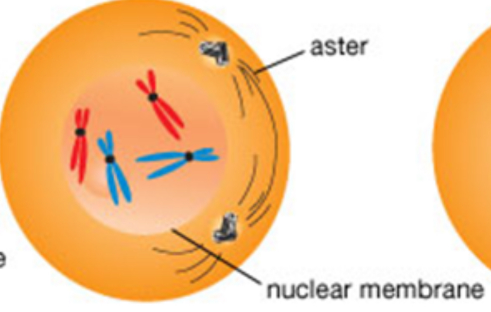 <p>Early prophase</p>