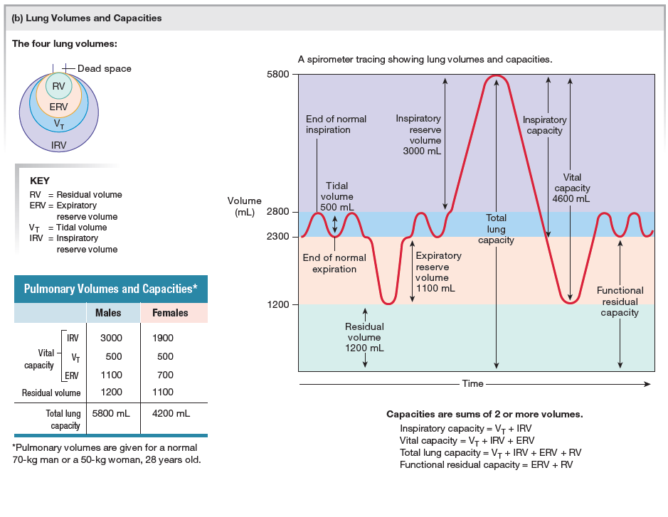 Ex: What is used for B-Day Cake:

Ans: Vital Capacity (Inspiratory Capacity [ Inspiratory Reserve Volume + Tidal Volume]) + Expiratory Reserve Volume
