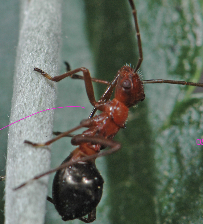 <p>is this an ant?</p>