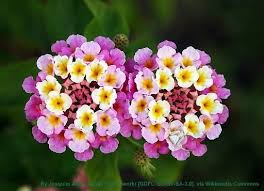 <p>Pubescent stems, colors can morph</p>
