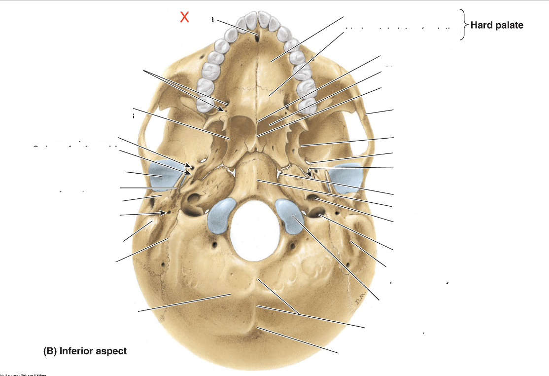 <p>Name the area marked “X”</p>