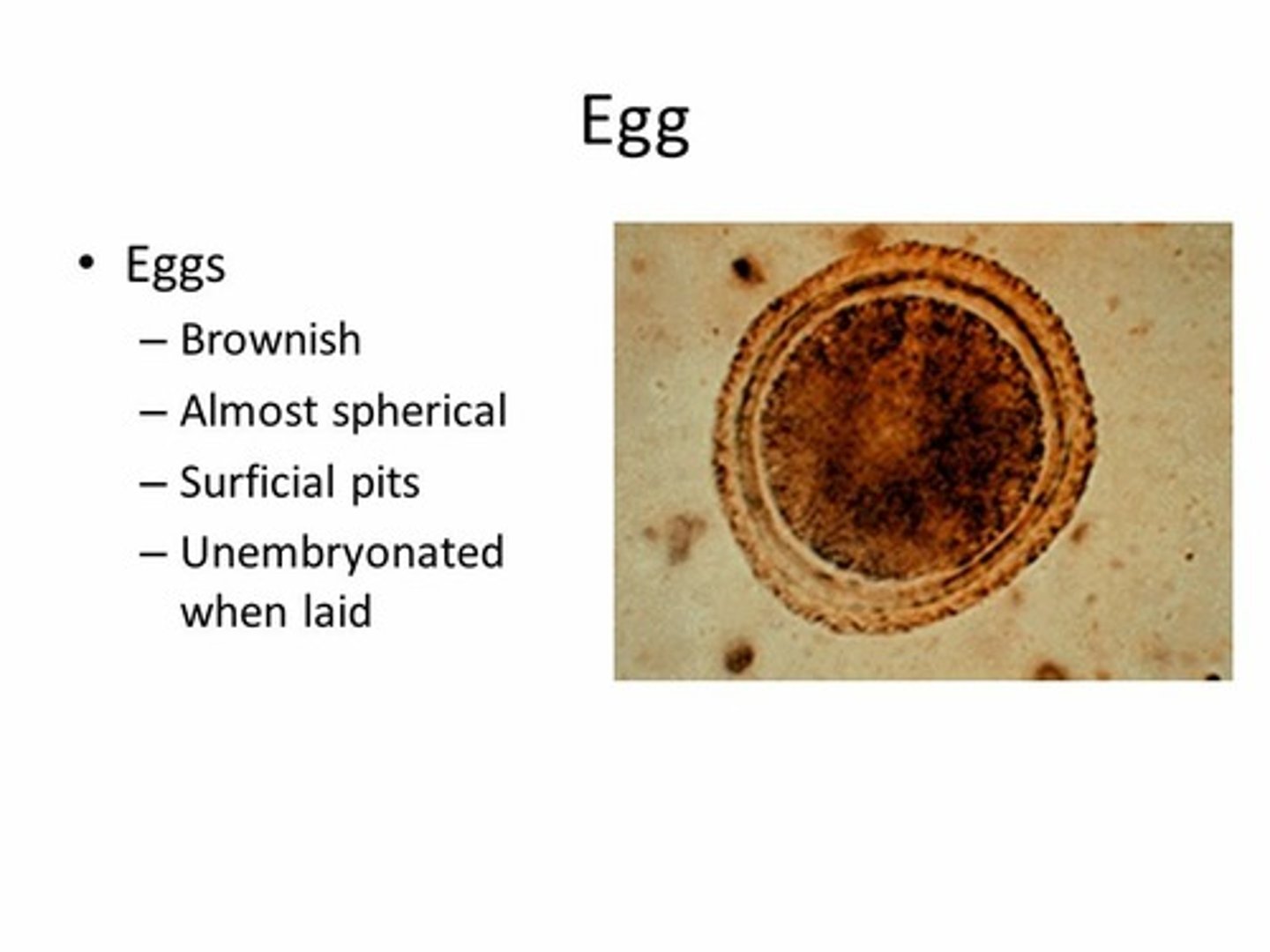 <p>egg</p>