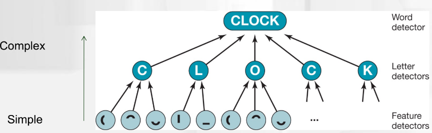 <p>propose that recognition depends on a network of “detectors”, organized in layers of increasing granularity</p><ul><li><p>&quot;Neural networks”</p></li><li><p>have receptive fields</p></li><li><p>fire above threshold</p></li><li><p>detectors do not represent actual individual neurons</p></li><li><p>recent firing = higher starting activation level</p></li><li><p>explains word frequency effect and repetition priming</p></li></ul>