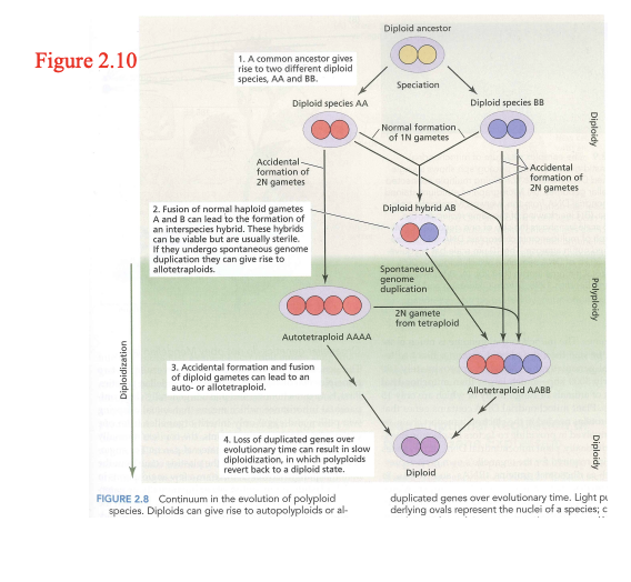 <p>polyploidy (def and another name)</p>