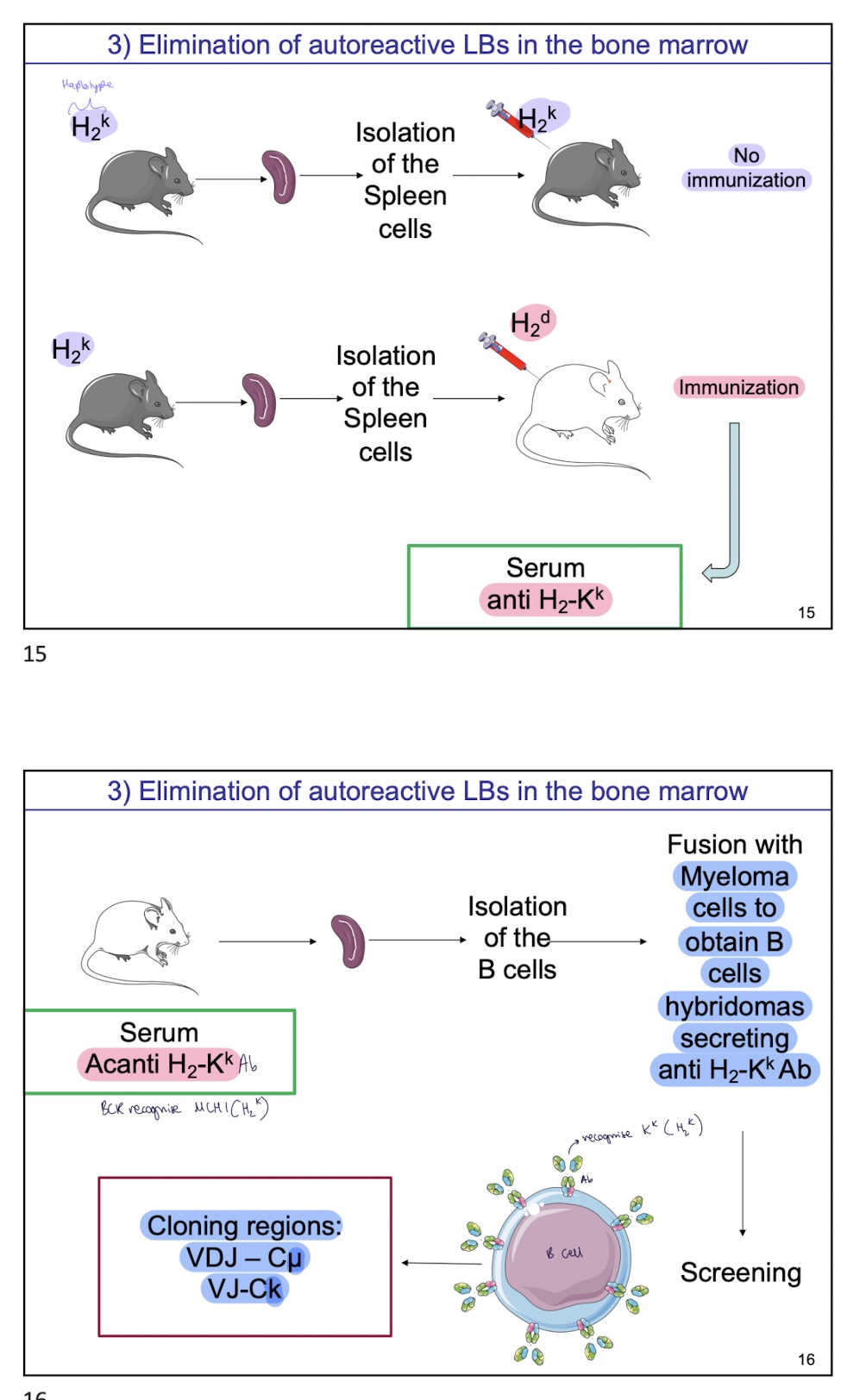 <p>Spleen cells are isolated of Mouse with haplotype <strong>H-2ᵏ</strong></p><p><strong>mouse w/ same haplotype</strong> is injected with spleen cells <strong>H-2ᵏ from previous mice</strong></p><p>→ No immunisation as H-2ᵏ is <strong>self MHC so</strong></p><ul><li><p>B and T cells specific for H-2ᵏ were deleted or inactivated during development</p></li></ul><p>next , </p><p>Spleen cells are isolated of Mouse with haplotype <strong>H-2ᵏ</strong> </p><p>mouse w/ H2<sup>d</sup> haplotype injected w/ spleen cells <strong>H-2ᵏ from previous mice</strong></p><p>→ immunisation and Serum contains <strong>anti–H-2Kᵏ antibodies as </strong>H-2ᵏ is <strong>foreign (allogeneic)</strong> to an H-2ᵈ mouse</p><ul><li><p>T-cell help is available → B cells are activated</p></li></ul><p></p>