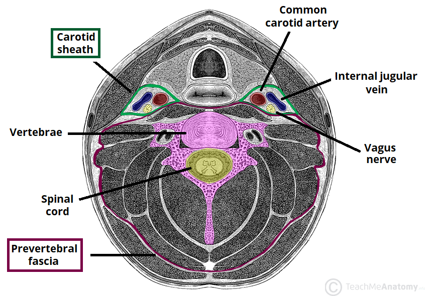 <p><strong>Layer of Deep Fascia</strong></p><ul><li><p>Surrounds <span style="color: red">vertebral column</span> and <span style="color: red">associated muscles</span>:</p><ul><li><p>Longus colli</p></li><li><p>Longus capitis</p></li><li><p>Scalene muscles</p></li><li><p>Deep cervical muscles</p></li></ul></li><li><p>Encloses the cervical part of the <span style="color: red">sympathetic trunk</span></p></li></ul><p></p>