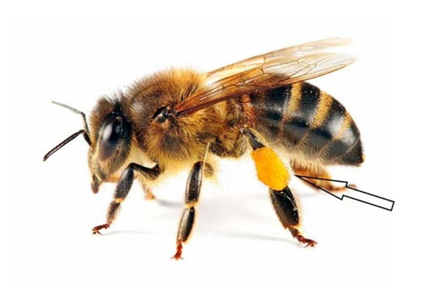 <p>on hind leg tibia of European honey bee</p>
