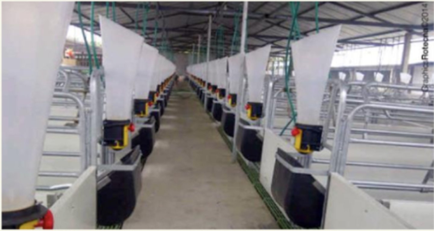 <p>es una modificación del sistema en suelo, donde el pienso cae al suelo, pero de forma regulado.</p><p>hay una dosificación progresiva del alimento para reducir estrés y evitar que las cerdas dominen el acceso</p>