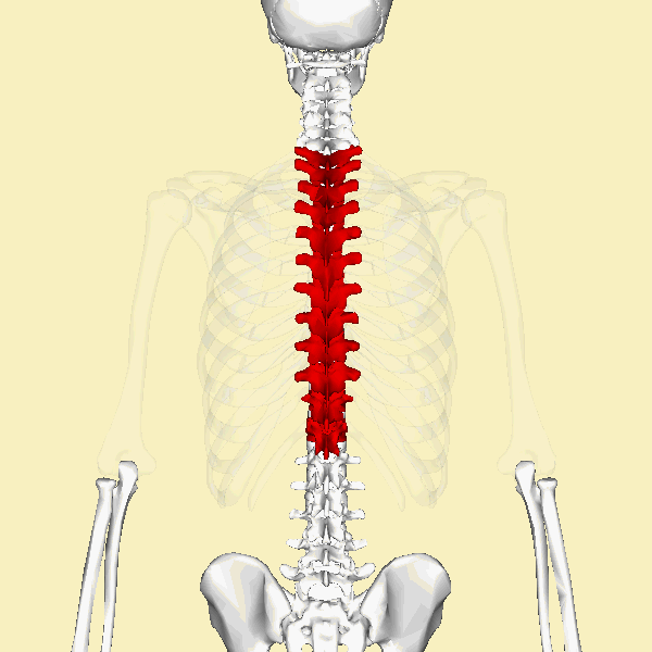 thoracic 12 connect with ribs