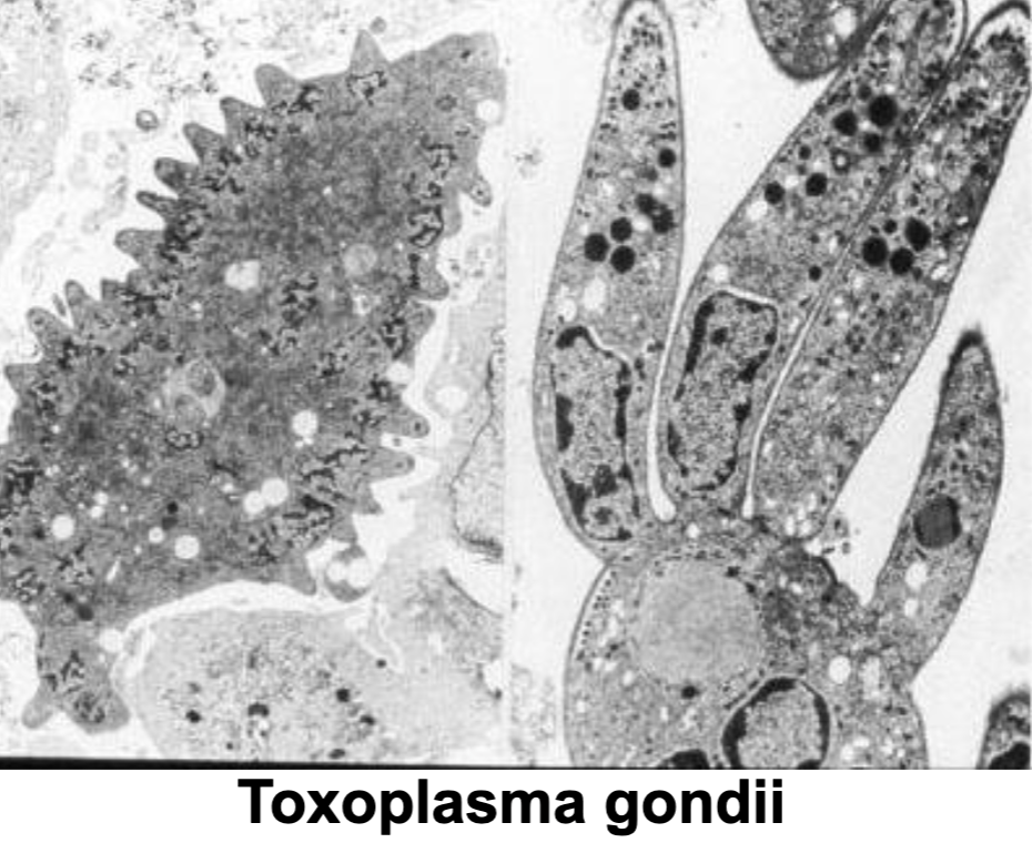 <p>Toxoplasma gondii parasite works by entering the IG tract and recognizes specific __________ on intestinal epithelial cells to then invade and destroy cells</p>
