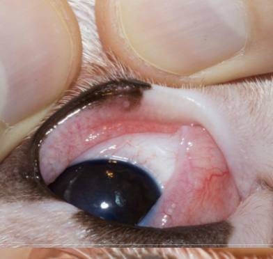<p><span style="font-size: calc(var(--scale-factor)*21.06px)">cause of corneal ulcer?</span></p>
