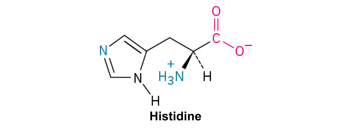 <p>This amino acid contains <span>an imidazole ring, which can shuttle protons, playing a crucial role in enzyme active sites and buffering.</span></p>
