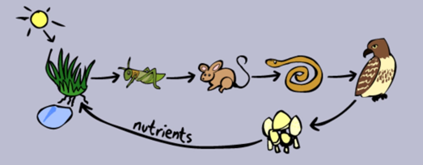 <p>A series of steps in which organisms transfer energy and matter by eating and being eaten</p>