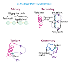 <ul><li><p>association of two or more polypeptide chains with each other </p></li></ul><p></p>