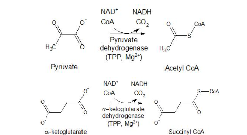 <p>pyruvate dehydrogenase and <span>α-ketoglutarate dehydrogenase</span></p><ul><li><p>TPP = coenzyme for enzyme pyruvate dehydrogenase</p><ul><li><p>pyruvate → acetyl CoA</p></li></ul></li><li><p>TPP = coenzyme for enzyme <span>α-ketoglutarate dehydrogenase </span></p><ul><li><p><span>α-ketoglutarate → succinyl CoA</span></p></li></ul></li></ul><p></p>