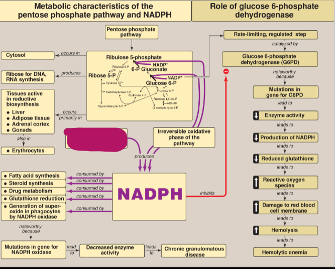 <p>Other than the PPP, what else produces NADPH?</p>