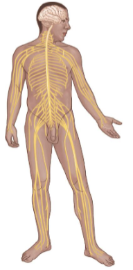 <p>Consists of:</p><ul><li><p>Brain</p></li><li><p>Spinal Cord</p><p></p></li></ul><p>Key Functions</p><ul><li><p>Control, regulation, and coordination of other systems.</p><ul><li><p>Faster response than the Endocrine System.</p></li></ul></li><li><p>Sensation</p></li><li><p>Thinking and processing.</p></li></ul><p></p>