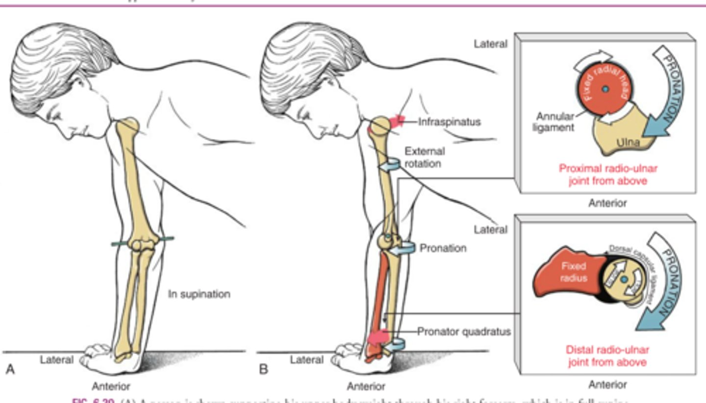 <p>Are the muscles here acting in synergy or forced couple?</p>
