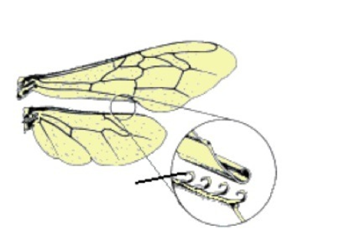 <p>______________ tiny hooks on hind wing that hold front and hind wings together (Hymenoptera)</p>