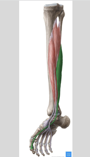 <p>MUSCLE:</p><p>ORIGIN:</p><p>INSERTION:</p><p>NERVE:</p><p>ACTION:</p>