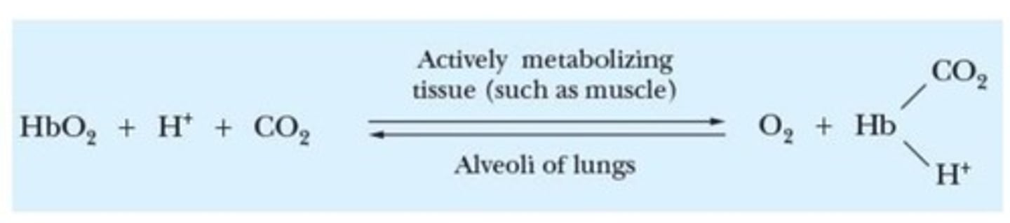 <p>Enzyme that digests carbohydrates in the mouth.</p>