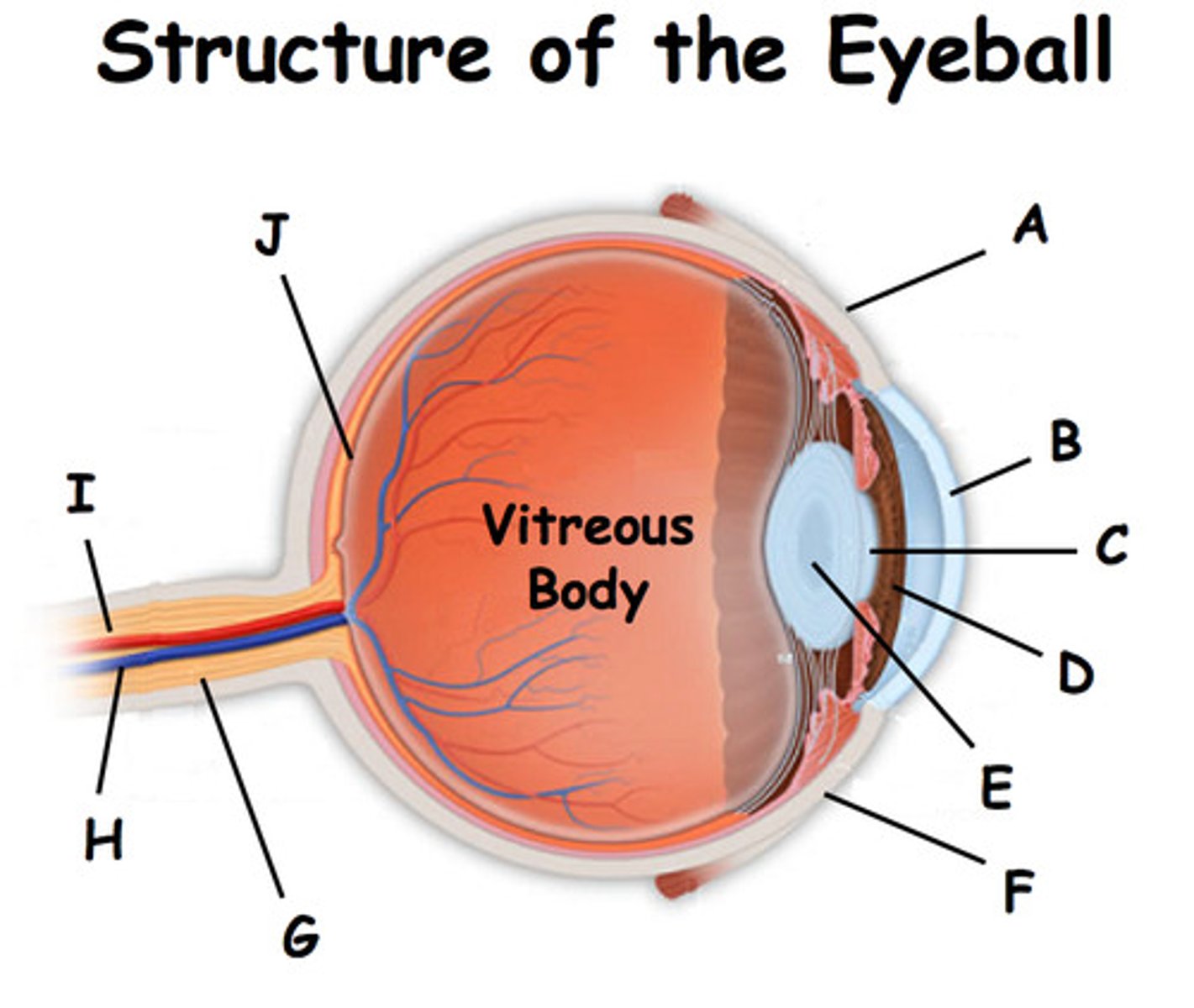 <p>DEFINITION</p><p>The ____________ acts as the eye's outermost lens. It functions like a window that controls and focuses the entry of light into the eye. (B in diagram)</p>