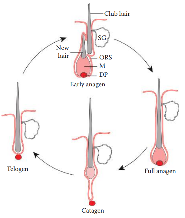 Diagrammatic representation of the scalp hair cycle. 