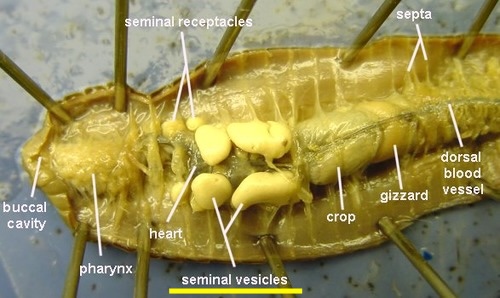 <p>Seminal vesicles function</p>