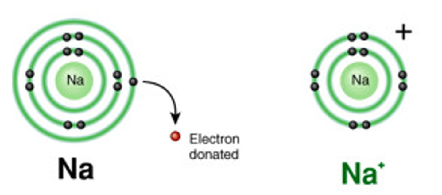 <p>An atom that LOST electrons and therefore has a positive charge.</p>