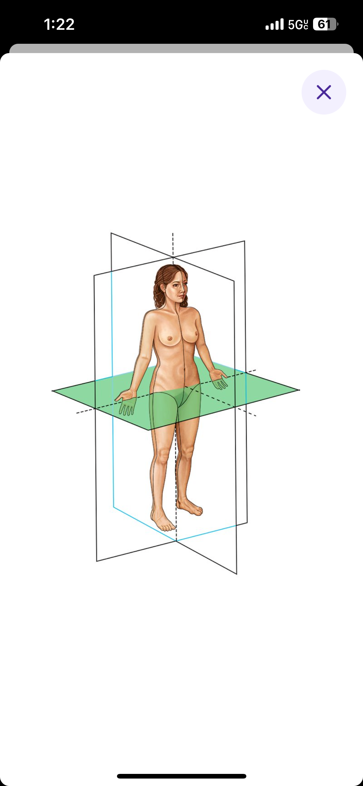<p>Plane that divideds the body into upper (superior) and lower (inferior) parts running horizontally </p>