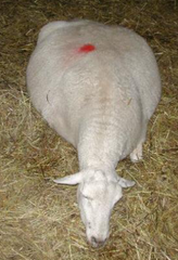 <p>You see a pregnant ewe go down. She is weak, and unable to stand. What could be causing this?</p>