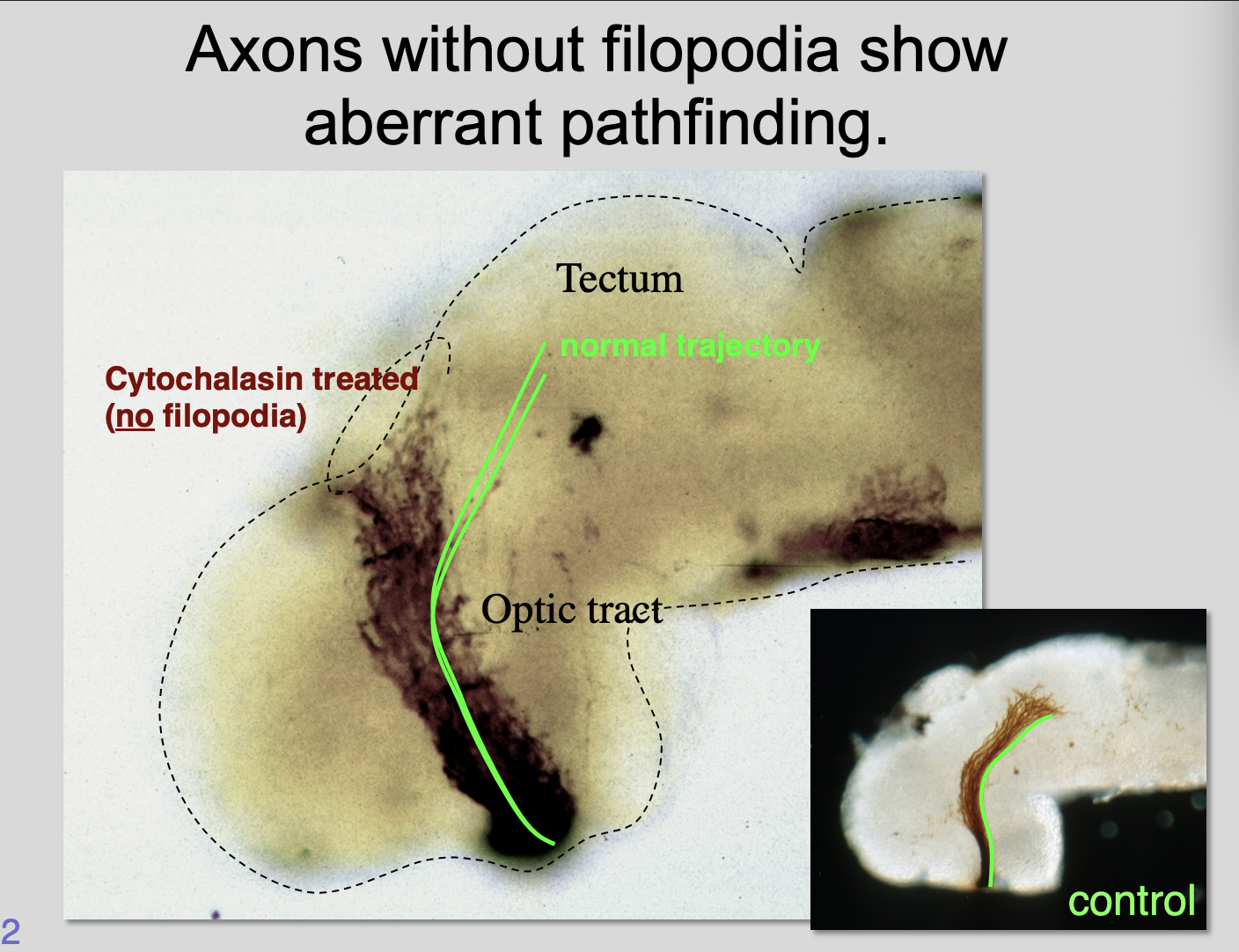 <p>Procedure</p><ul><li><p>removing filopodia by using <strong>cytochalasin</strong></p></li><li><p>find a concetration where the filopodia just disappears</p></li></ul><p>Results:</p><ul><li><p><strong>Without filopodia</strong>→ aberrant pathway finding</p></li><li><p>Remove the drug→ wash away→ get direction back</p></li></ul><p></p>