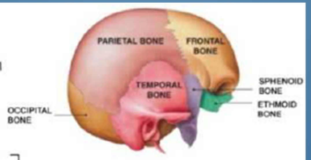 <p>The dome has __________ and __________</p>