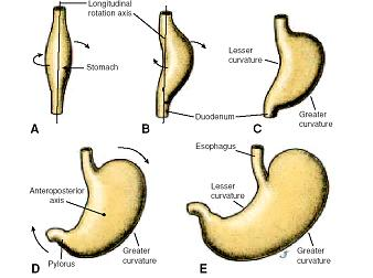 <ol><li><p>Formação de uma <strong>dilatação fusiforme</strong> na porção mais caudal do intestino caudal</p></li><li><p>Temos duas porções: a dorsal cresce mais rápido (curvatura maior) que a ventral </p></li><li><p>Sofre duas rotações:</p><ul><li><p>1ª (90º) : p. dorsal para a esquerda; p. ventral para a direita</p></li><li><p>2ª (45º) : estômago posiciona-se transversalmente (cárdia → esquerda; piloro → direita)</p></li></ul></li></ol><p></p>