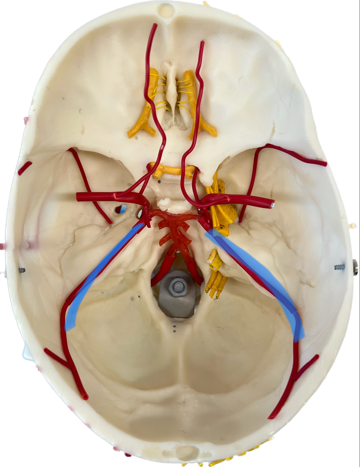What is highlighted in blue?